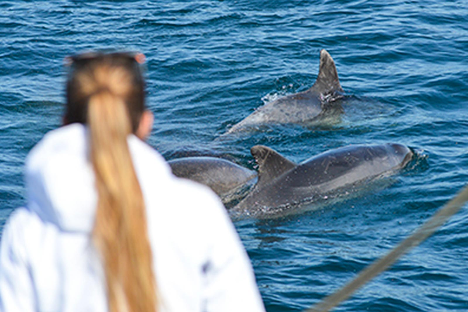 Naviguation Scientifique : Océan et Cétacés voilier laboratoire au coeur du Parc national de Port Cros, watogla trek scientifique