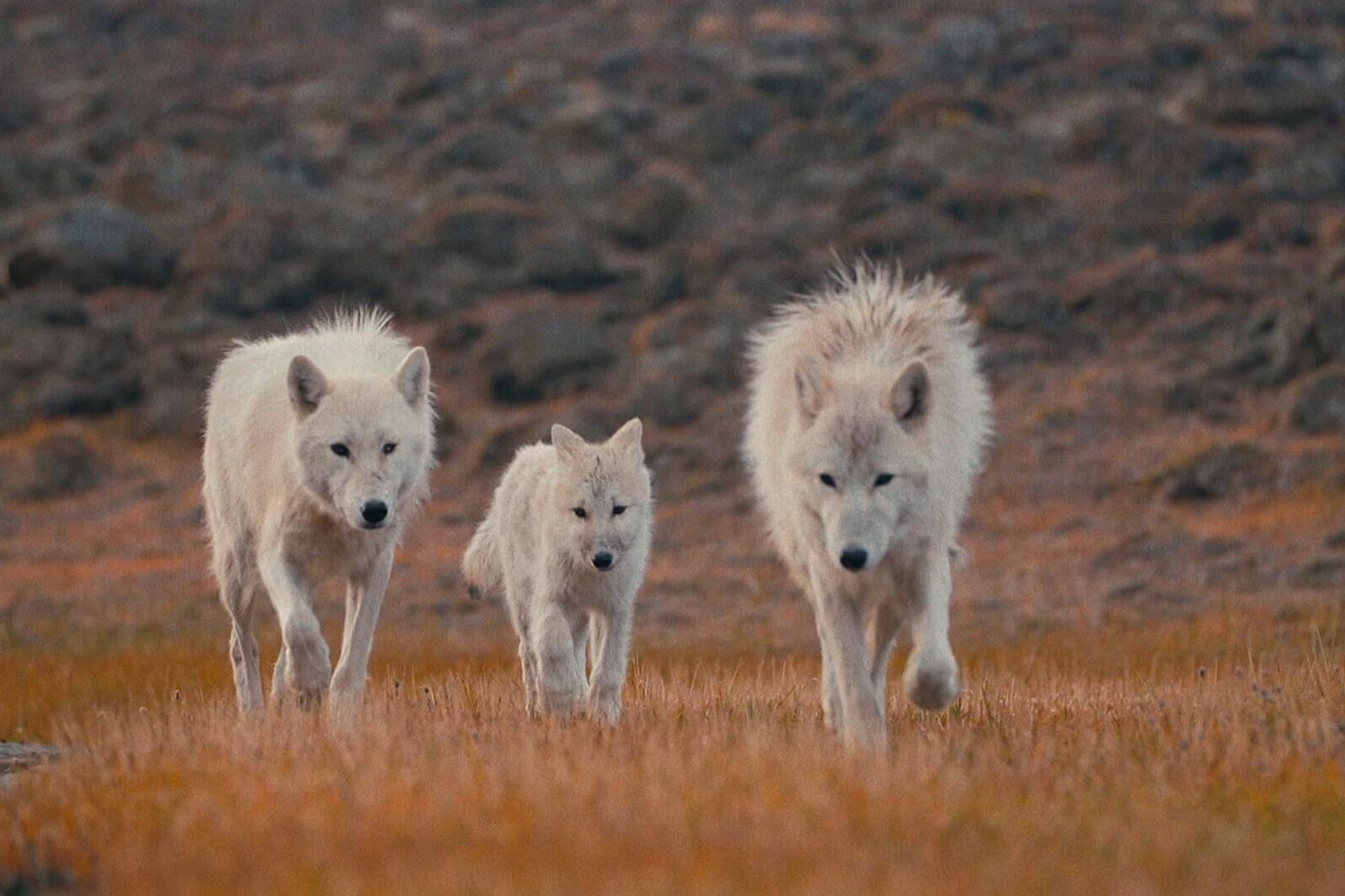 Etude du loup arctique sur l'ïle d'Ellesmere watogla trek scientifique