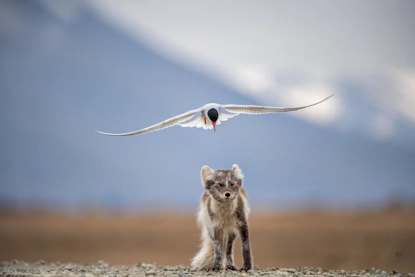 Etude du renard arctique au Svalbard watogla trek scientifique